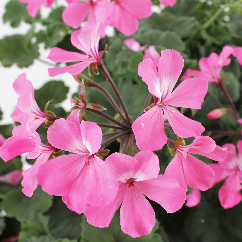  Geranium Interspécifique:jardinière 50 Cm - Coloris Variables
