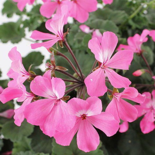  Geranium Interspécifique:jardinière 50 Cm - Coloris Variables