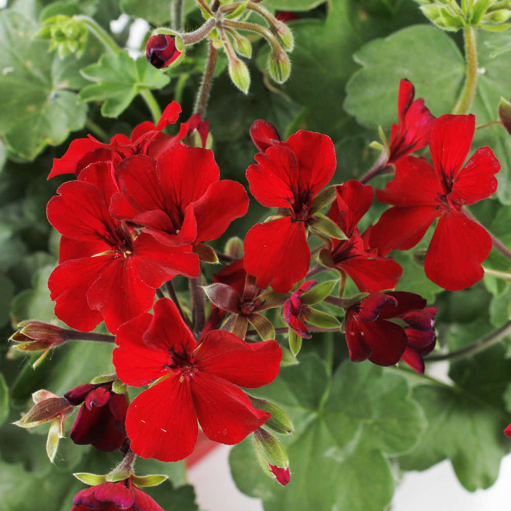  Geranium Interspécifique:jardinière 50 Cm - Coloris Variables