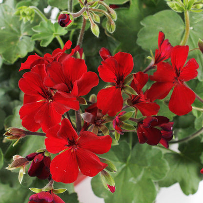  Geranium Interspécifique:jardinière 50 Cm - Coloris Variables