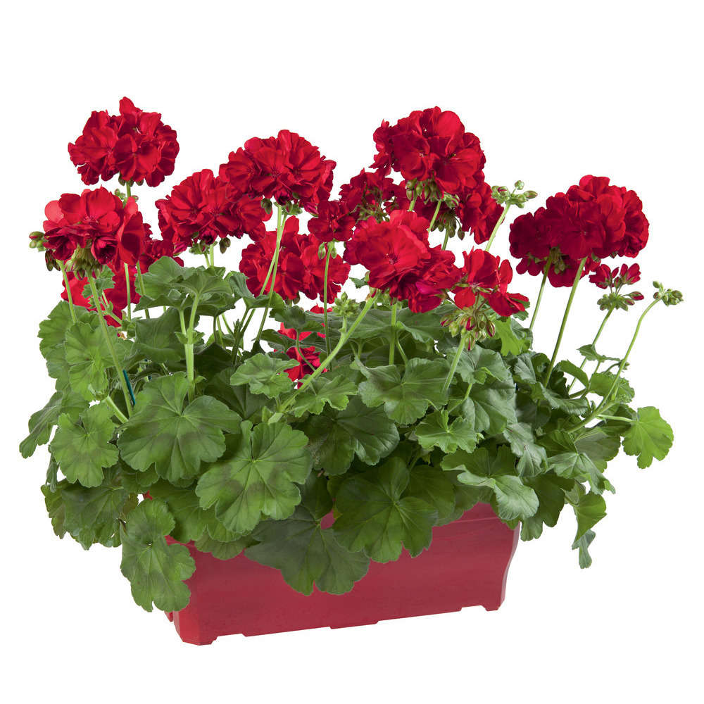  Geranium Interspécifique:jardinière 50 Cm - Coloris Variables