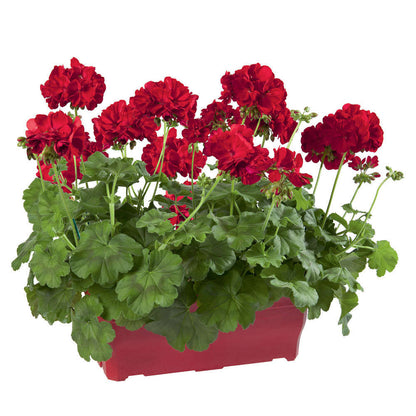  Geranium Interspécifique:jardinière 50 Cm - Coloris Variables