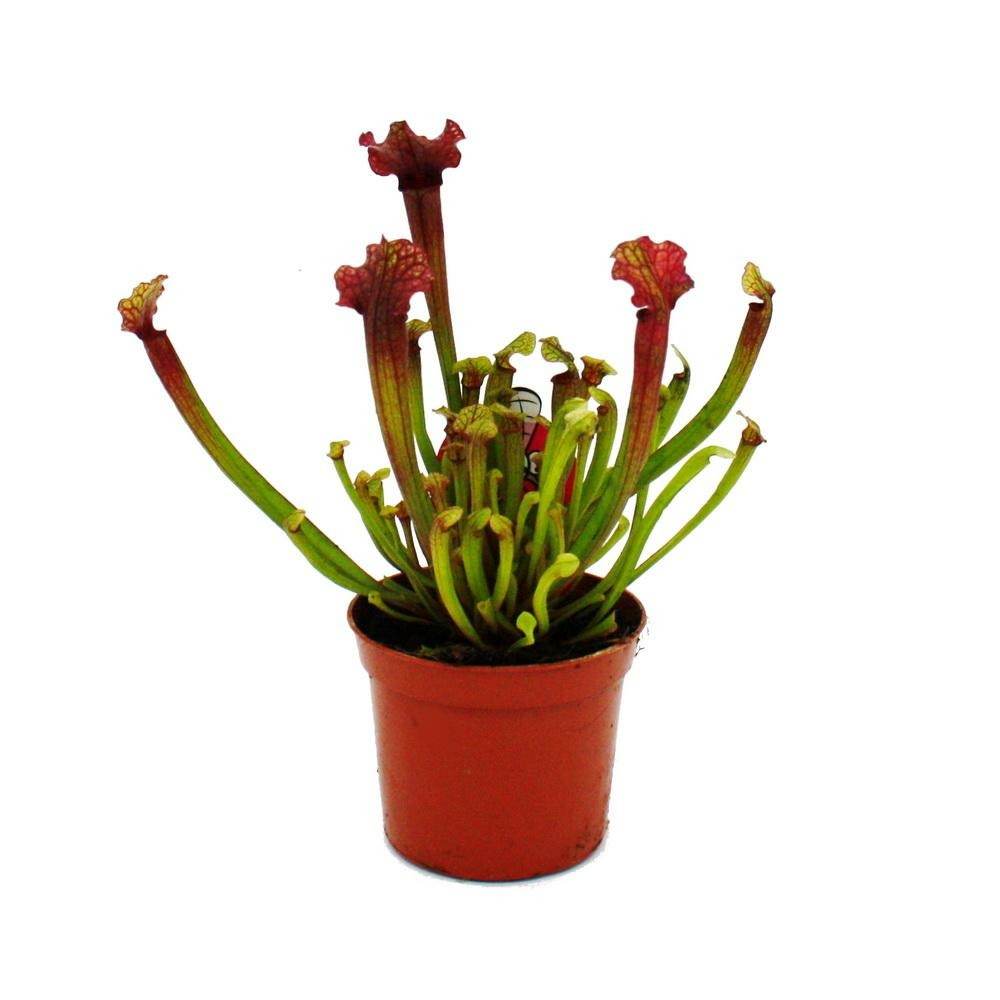  Trio De Plantes Tubulaires - 3 Plantes Sarracenia Différentes Dans Un Set - Plantes Carnivores - Pot De 9cm