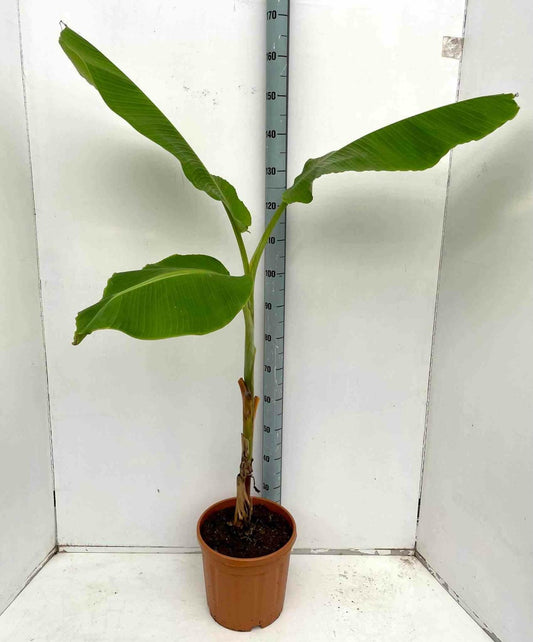  Musa Dajiao (banane Comestible) Pot De 14 Litres - 120/140 Cm