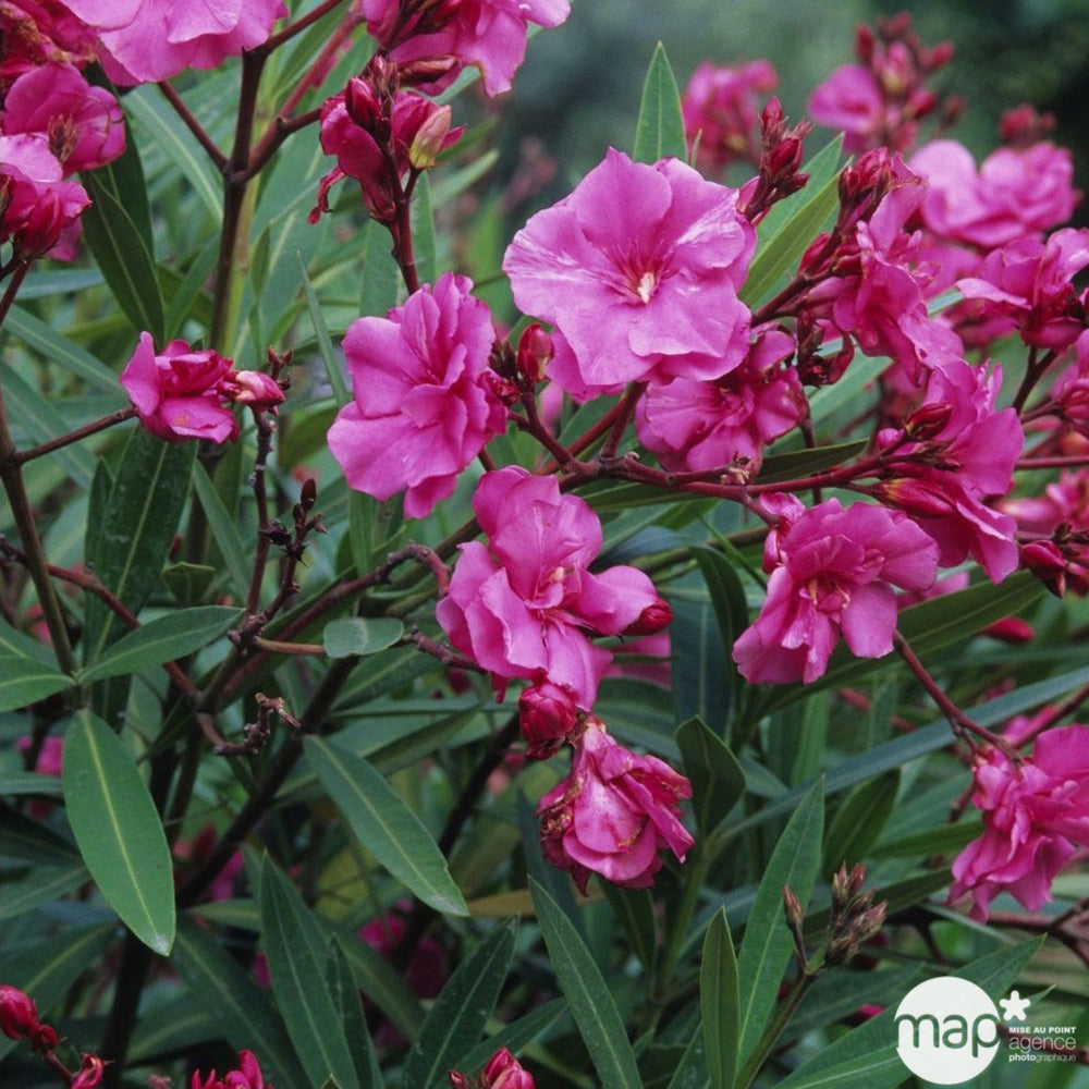  Laurier Rose (Nerium Oleander): Pot 17L