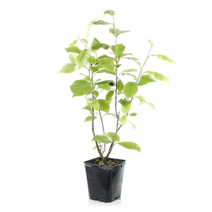  Magnolia Soulangeana Lennei : Conteneur Rond Carré De 5 L