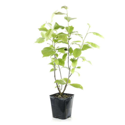  Magnolia Soulangeana Lennei : Conteneur Rond Carré De 5 L