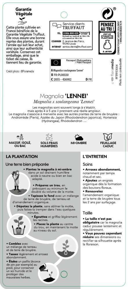  Magnolia Soulangeana Lennei : Conteneur Rond Carré De 5 L