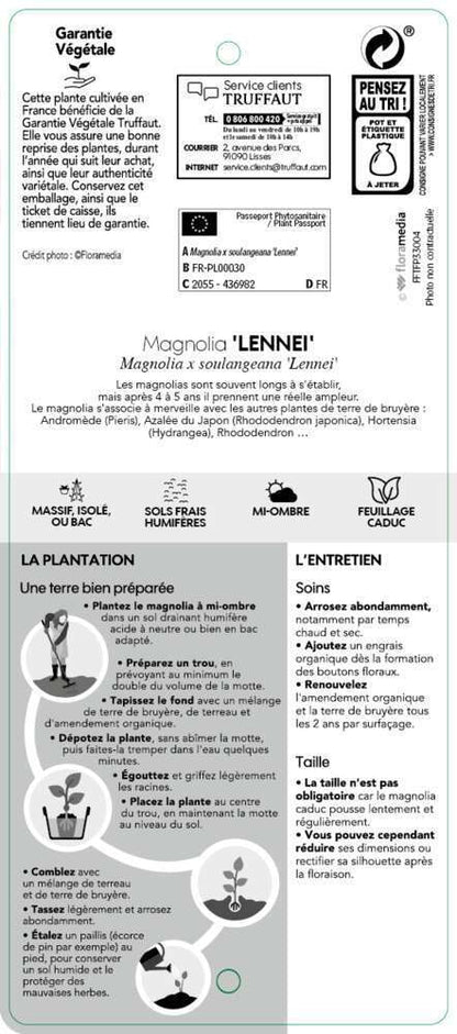  Magnolia Soulangeana Lennei : Conteneur Rond Carré De 5 L