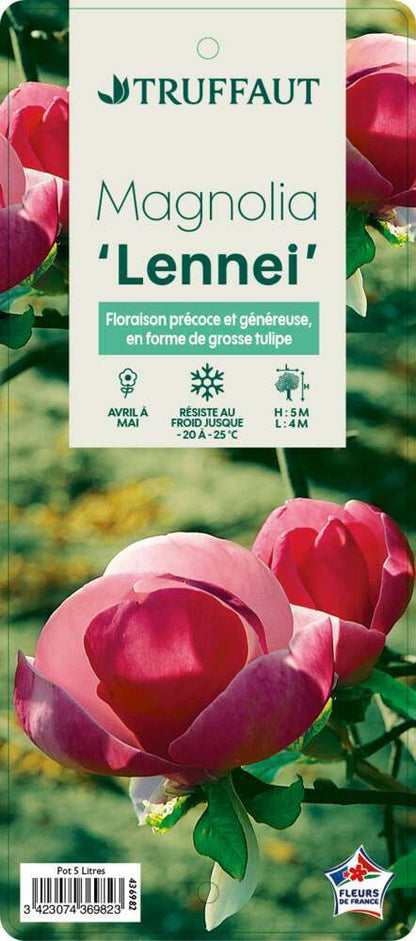  Magnolia Soulangeana Lennei : Conteneur Rond Carré De 5 L