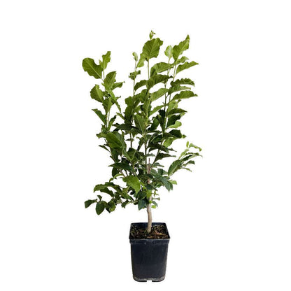  Magnolia Soulangeana Lennei : Conteneur Rond Carré De 5 L