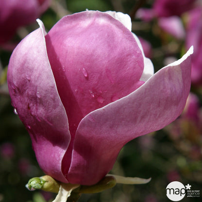  Magnolia Soulangeana Lennei : Conteneur Rond Carré De 5 L