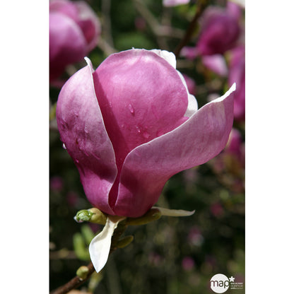  Magnolia Soulangeana Lennei : Conteneur Rond Carré De 5 L