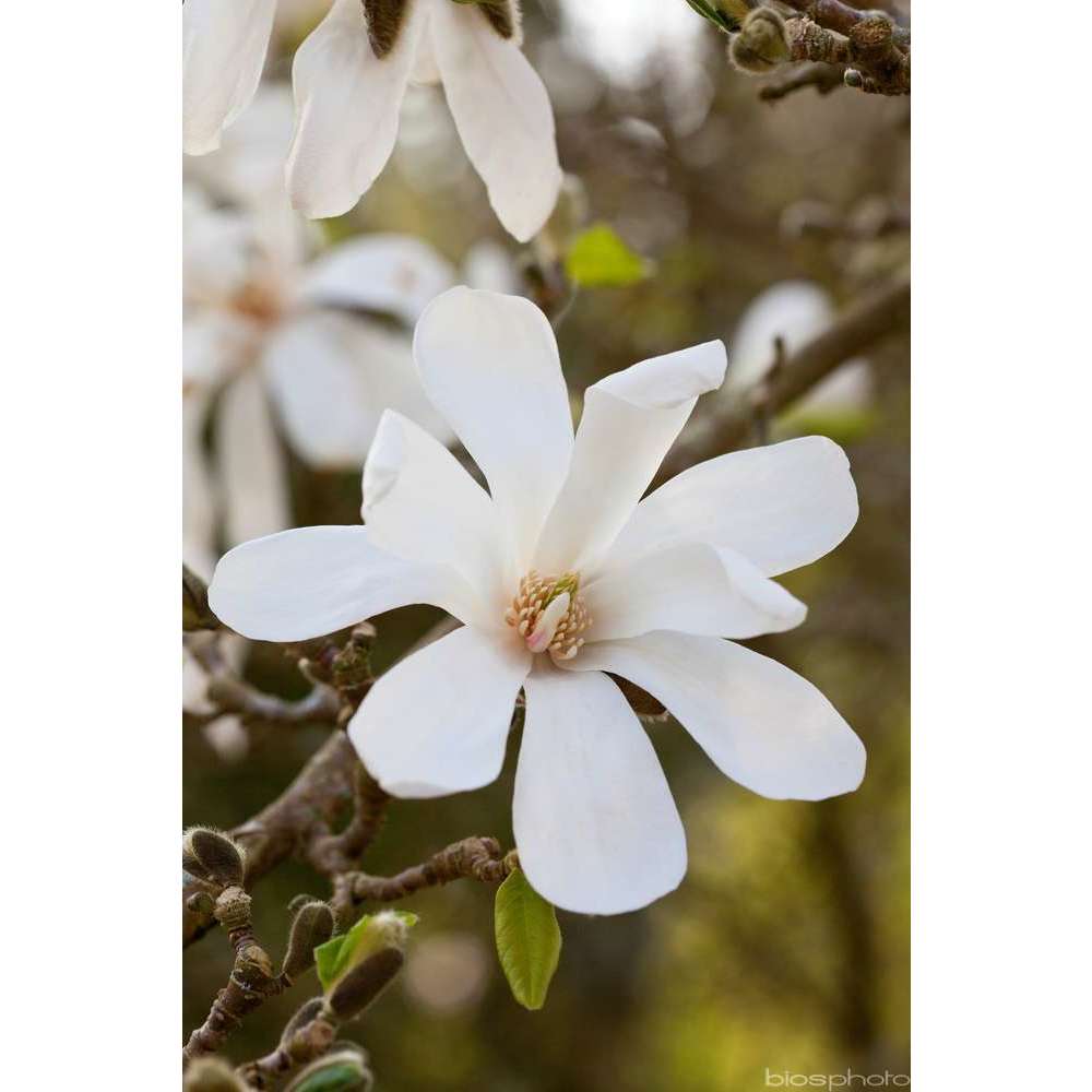  Magnolia X Wada's Memory : Conteneur De 5 L