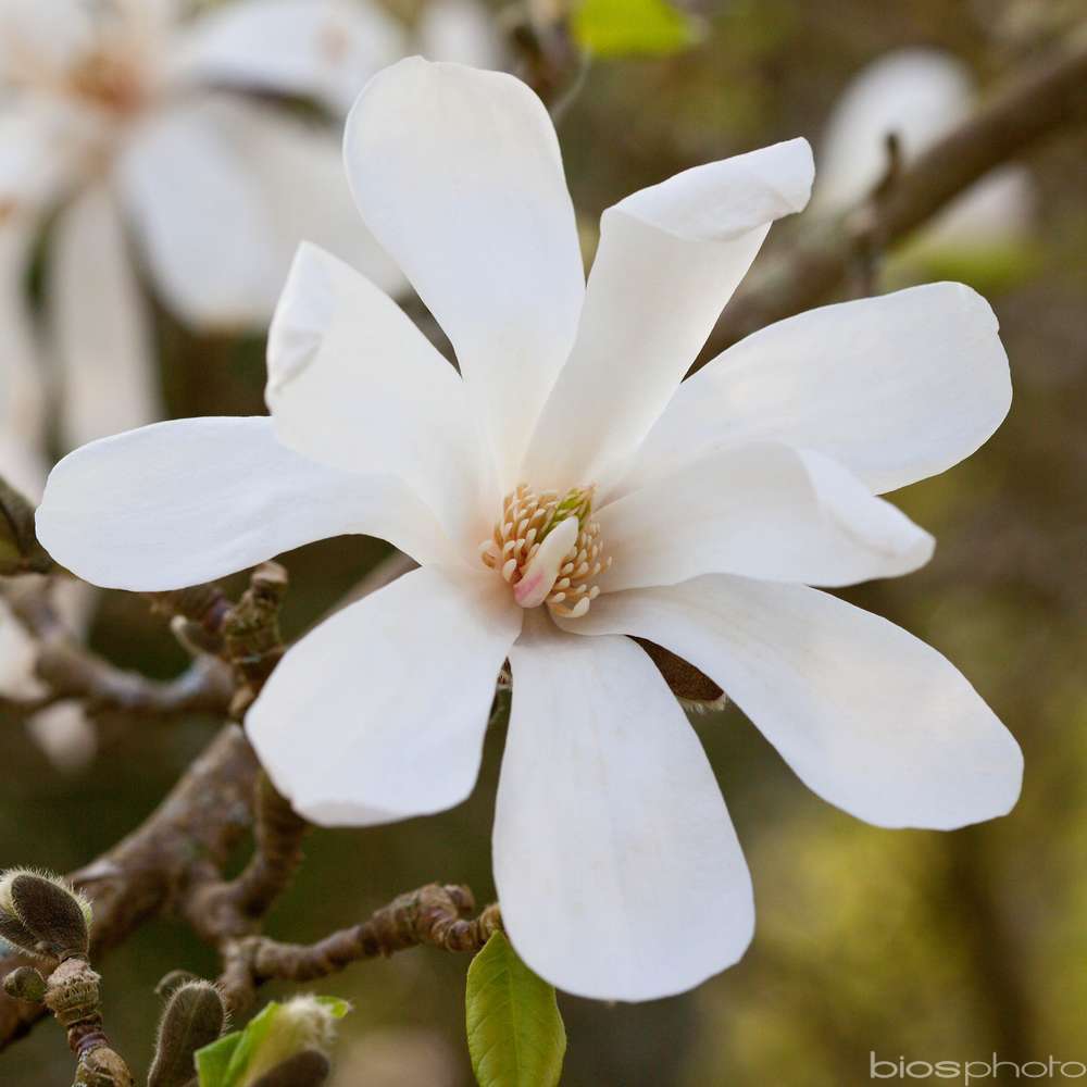  Magnolia X Wada's Memory : Conteneur De 5 L