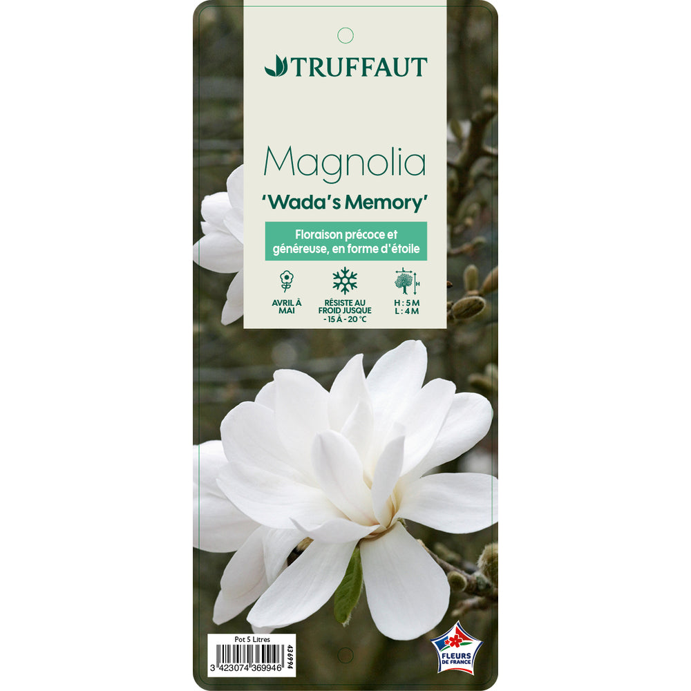  Magnolia X Wada's Memory : Conteneur De 5 L