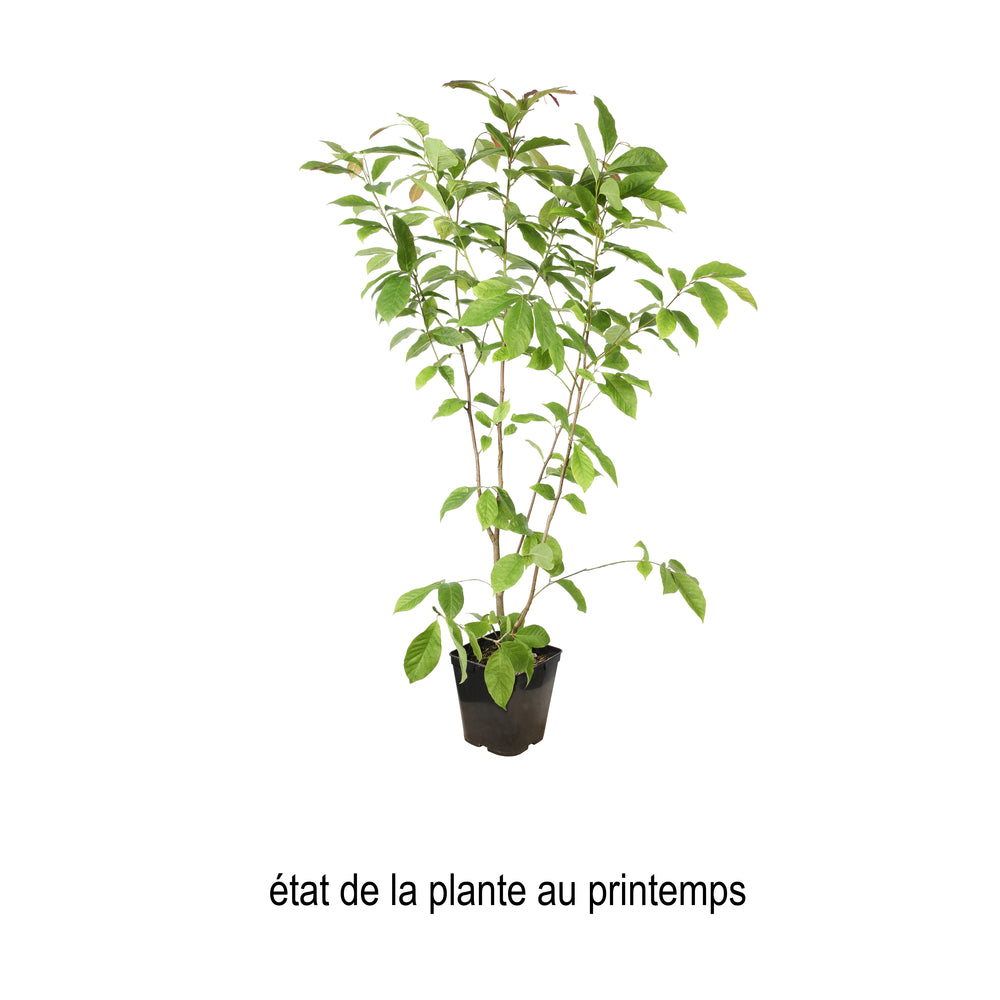  Magnolia X Wada's Memory : Conteneur De 5 L