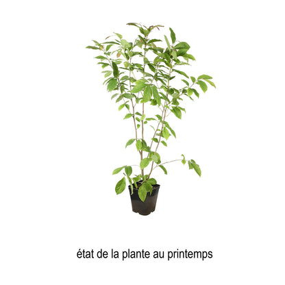  Magnolia X Wada's Memory : Conteneur De 5 L