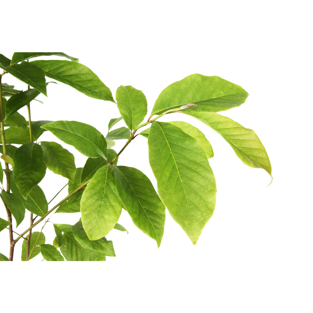  Magnolia X Wada's Memory : Conteneur De 5 L