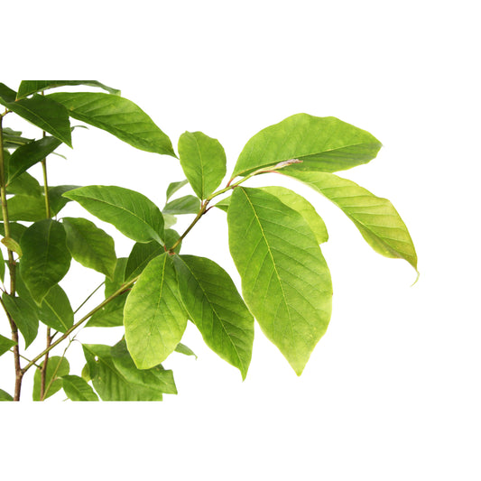  Magnolia X Wada's Memory : Conteneur De 5 L