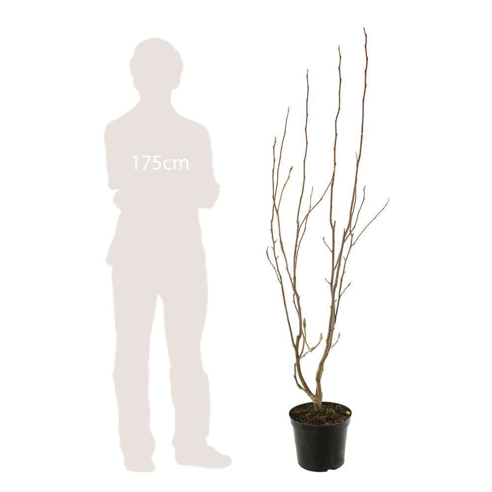 Magnolia X Jane : Conteneur De 10 L