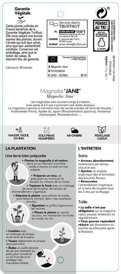  Magnolia X Jane : Conteneur De 10 L