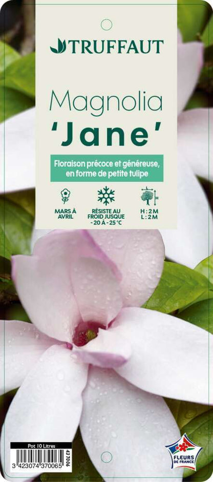  Magnolia X Jane : Conteneur De 10 L
