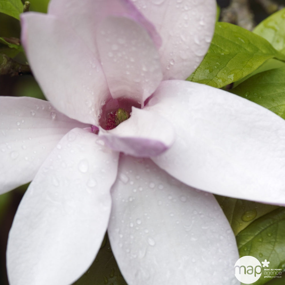  Magnolia X Jane : Conteneur De 10 L