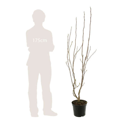  Magnolia X Judy : Conteneur De 10 L
