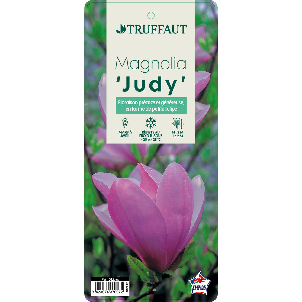  Magnolia X Judy : Conteneur De 10 L