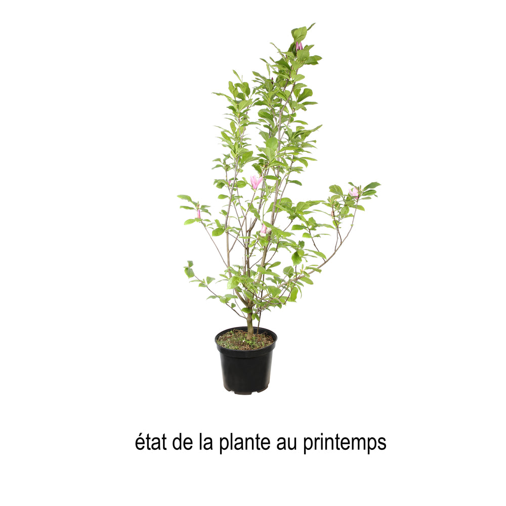  Magnolia X Judy : Conteneur De 10 L