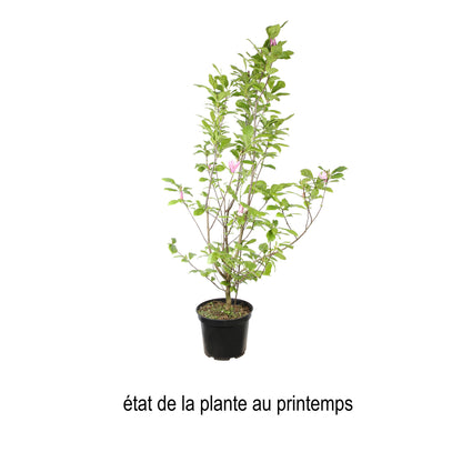  Magnolia X Judy : Conteneur De 10 L