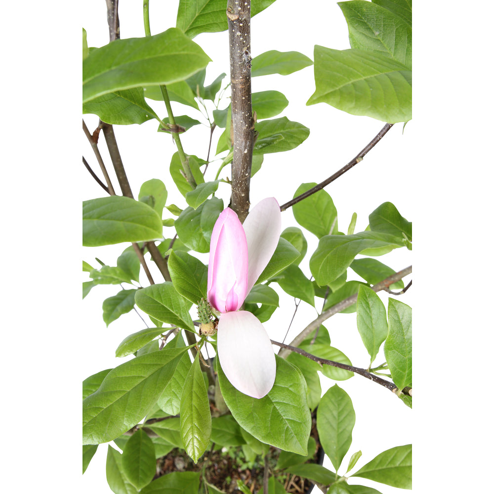  Magnolia X Judy : Conteneur De 10 L