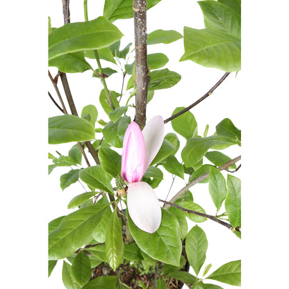  Magnolia X Judy : Conteneur De 10 L