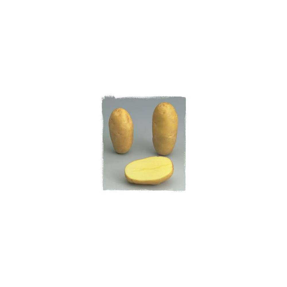  Plants De Pommes De Terre 'Samba' En Filet X25
