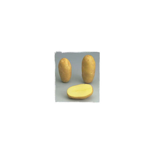  Plants De Pommes De Terre 'Samba' En Filet X25