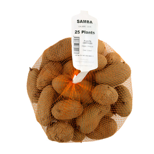  Plants De Pommes De Terre 'Samba' En Filet X25