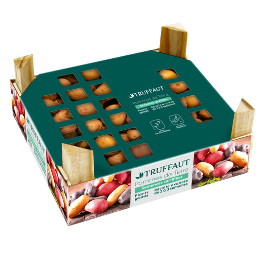  Plants De Pommes De Terre 'Sirtema' En Clayette X60