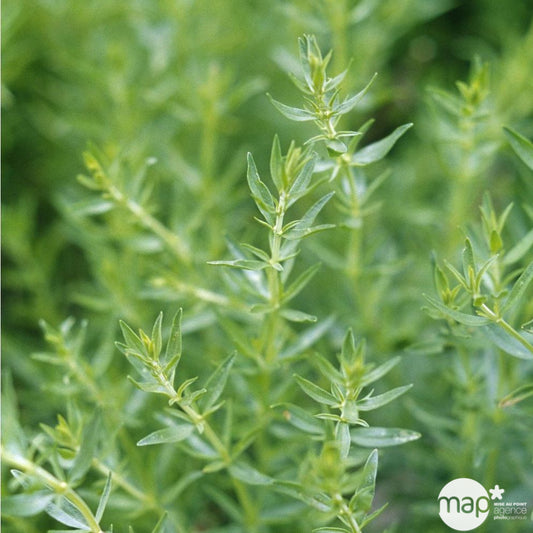  Plants D'hysope Bio