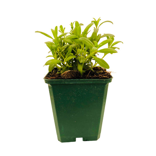  Plants D'hysope Bio