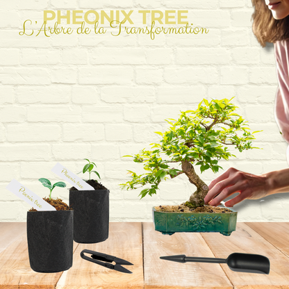  Cultivea- Kit First Bonsai Phoenix Tree Avec Accesoires