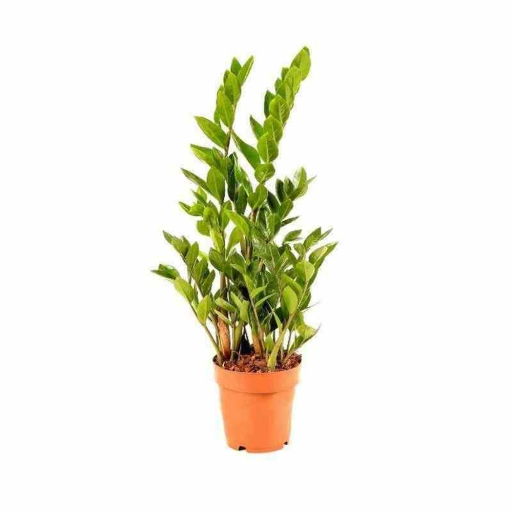  Zamioculcas Zamiifolia (faux Zamia, Plante Zz) Pot De 1 Litre ? 20/30 Cm