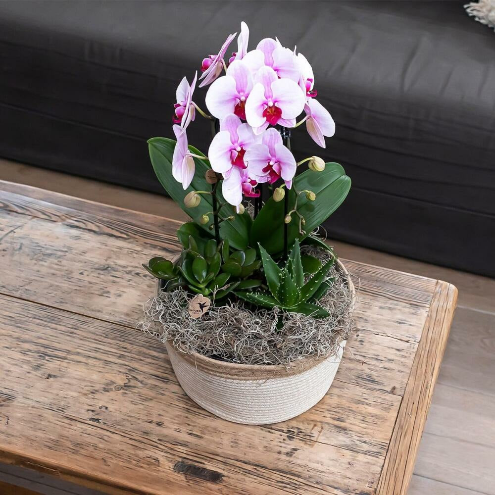  Orchidées Colibris - Orchidée Phalaenopsis Rose - Chute Du Niagara - Taille Du Pot 12cm