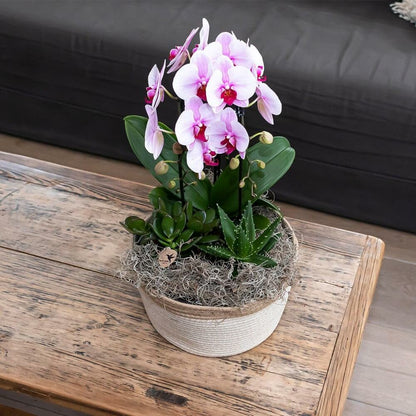  Orchidées Colibris - Orchidée Phalaenopsis Rose - Chute Du Niagara - Taille Du Pot 12cm