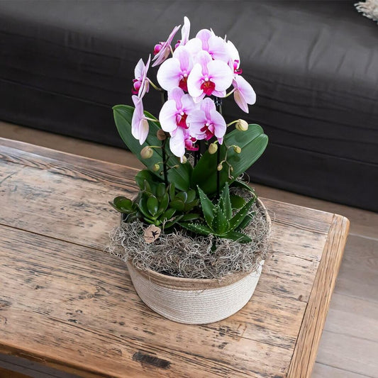  Orchidées Colibris - Orchidée Phalaenopsis Rose - Chute Du Niagara - Taille Du Pot 12cm