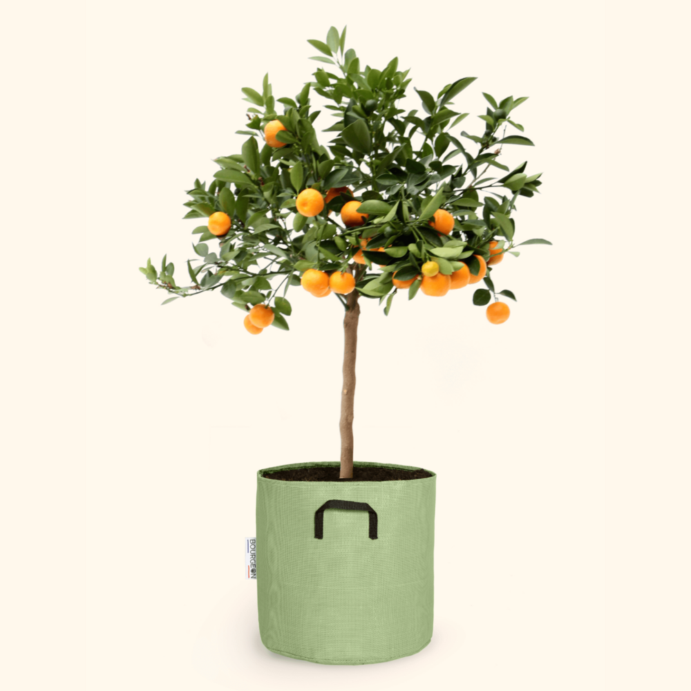  Citrus Calamondin 55cm + Pot Respirant Vert ø20cm