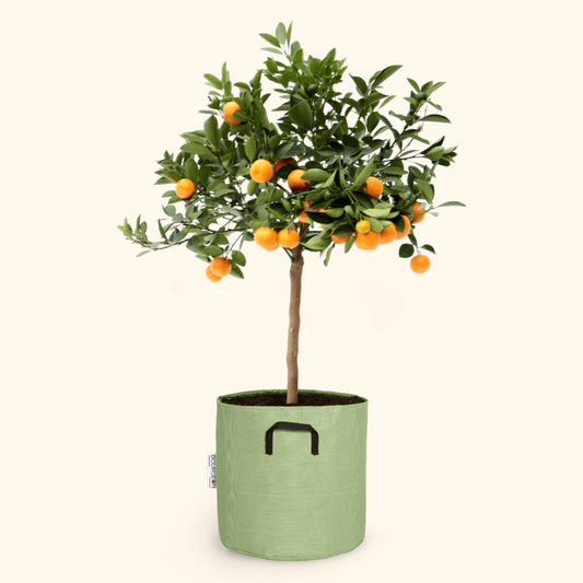  Citrus Calamondin 55cm + Pot Respirant Vert ø20cm