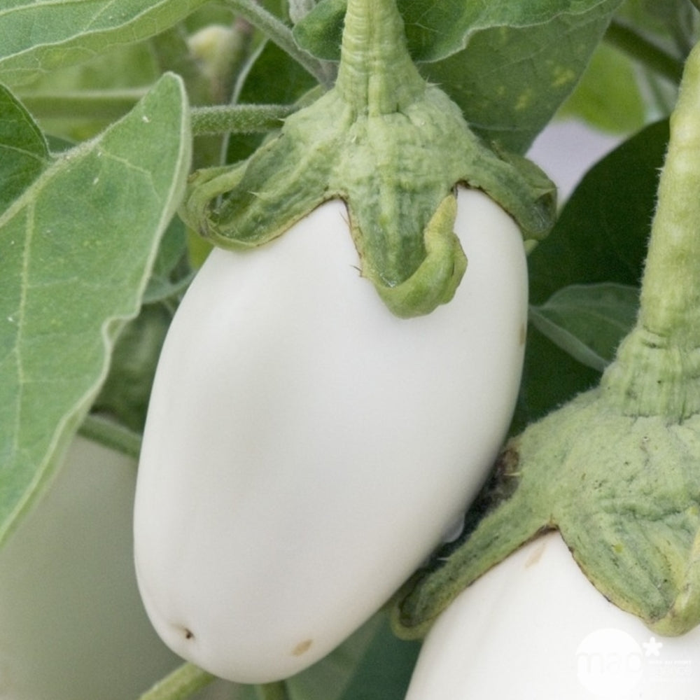  Plant D'aubergine 'Clara' F1 : Pot De 0,5 Litre