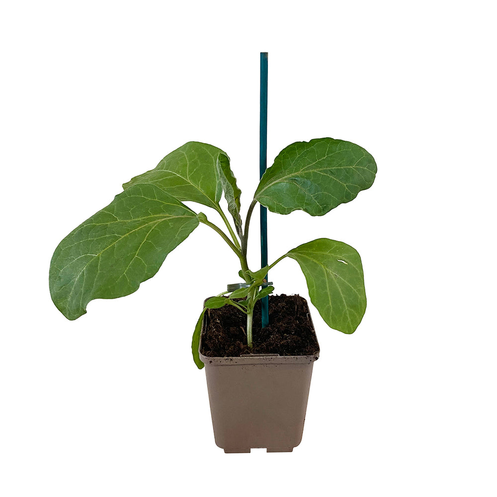  Plant D'aubergine 'Clara' F1 : Pot De 0,5 Litre
