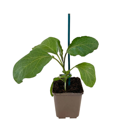  Plant D'aubergine 'Clara' F1 : Pot De 0,5 Litre